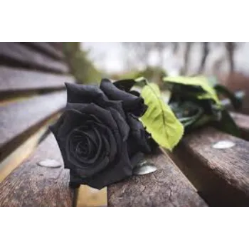 Fresh Black Rose